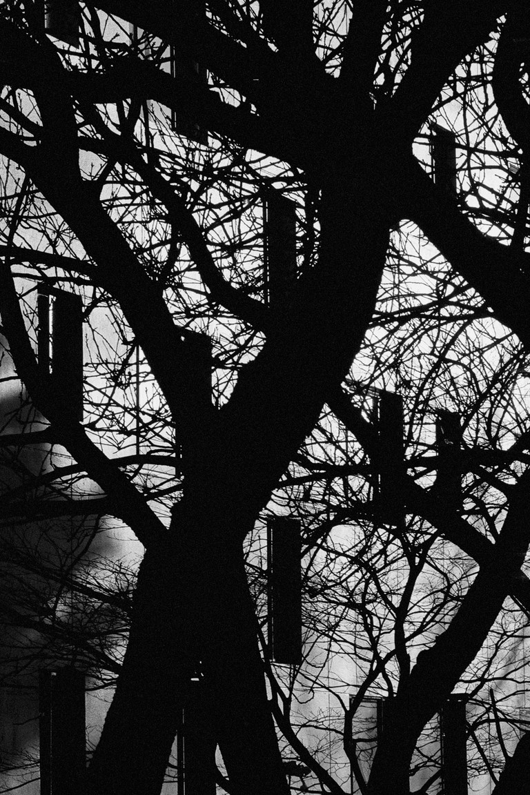 Recessed windows viewed through silhouetted branches.