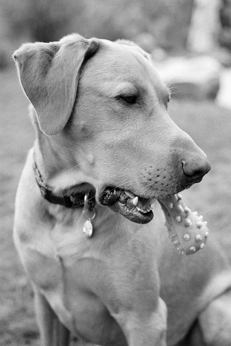 A dog with a toy, briefly seeming to cop a classical pose.