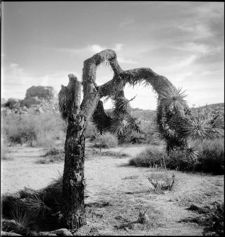 A weathered Joshua tree greets the desert morning.