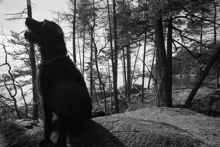 A dog takes in the splendour of a secluded cove.