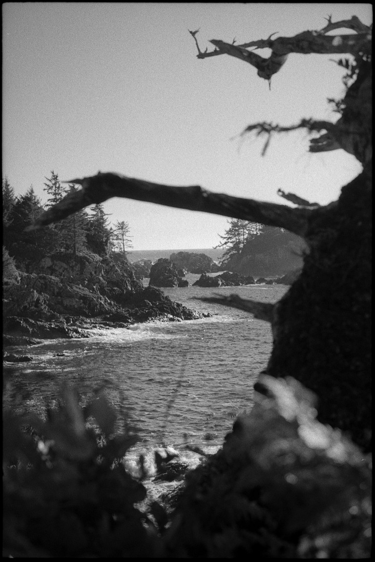 A rocky shore with ravaged trees.