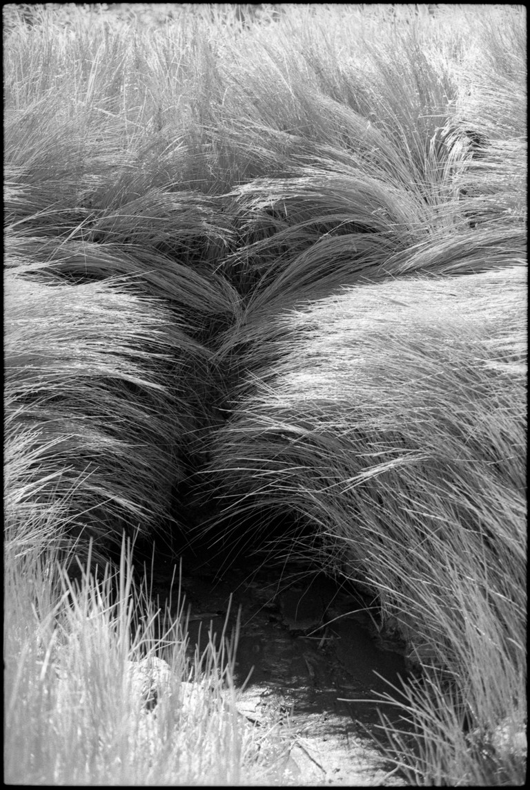 Marsh grasses part in curious ways like a haircut.
