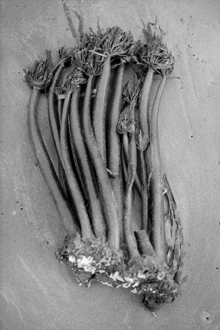 Kelp ripped by the roots and washed up on shore.