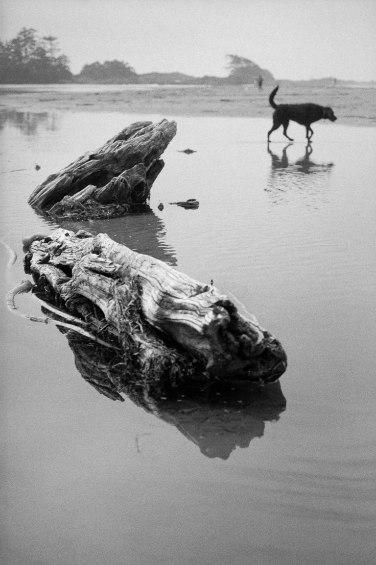 A dog wanders lazily through a tidal pool.