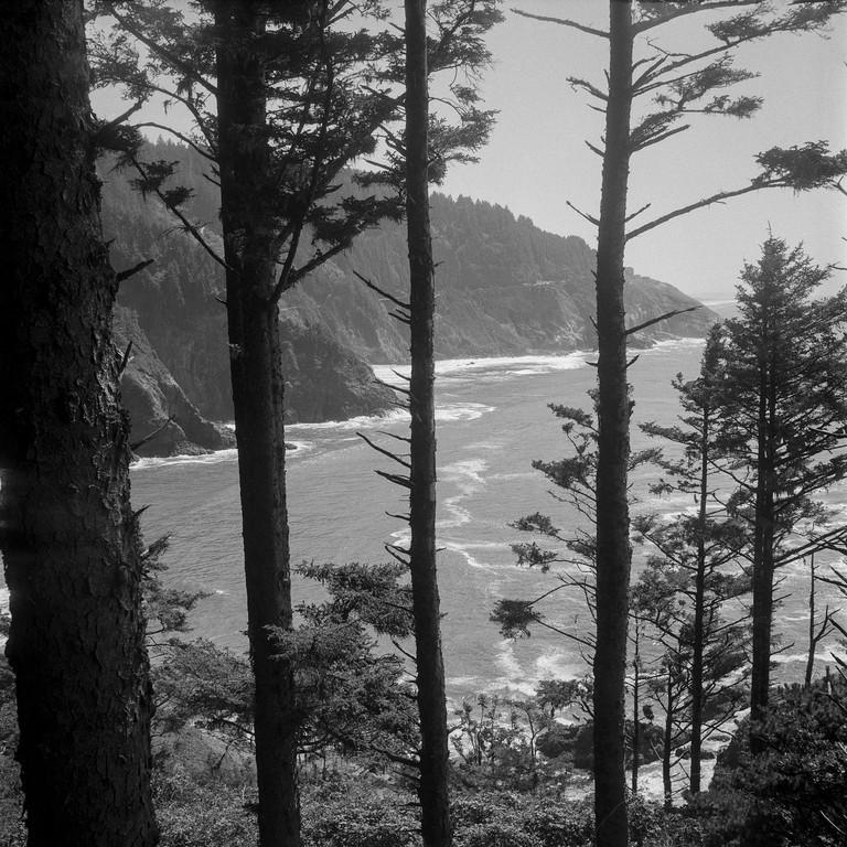 A rugged coastline viewed from a stand of trees.
