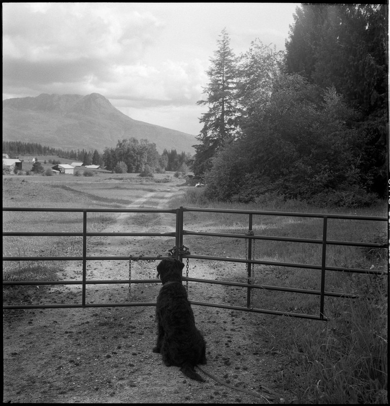 A dog waits at a gate. Or is it taking the view of the valley in?